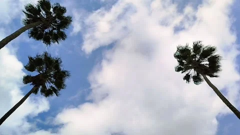 Palm trees and blue sky Stock-Footage 302761676