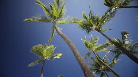 Palm trees and blue sky Video stock 313164087
