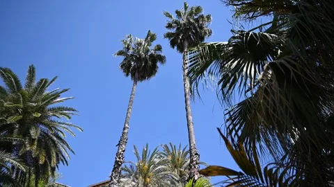 Palm trees and blue sky in summer Stock Footage 326363671