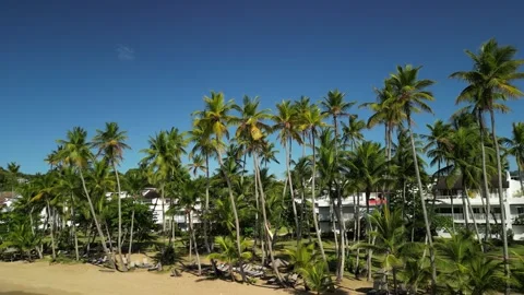 Palm Trees and Blue Sky Above Playa Bonita -07 Stock Footage 337257036