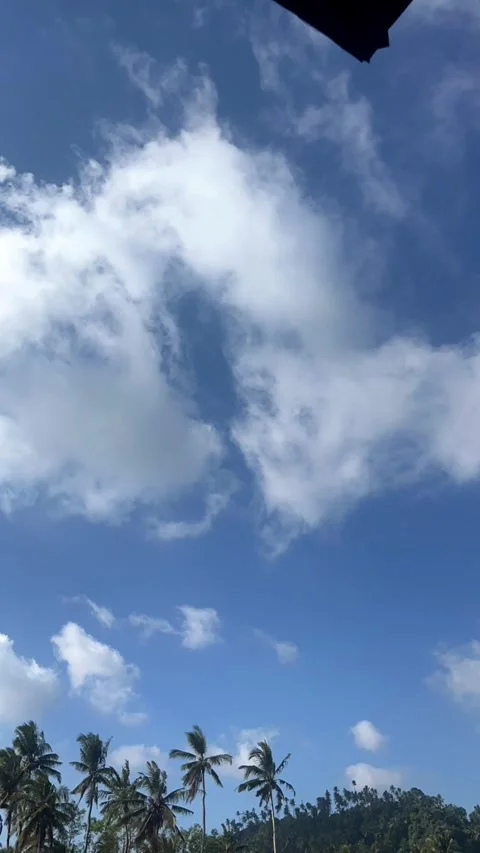 Palm trees and blue sky Stock Footage 340004970