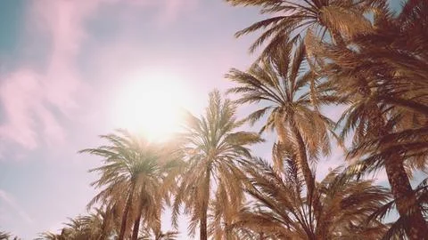 Palm trees and blue sky at tropical coast イラスト素材