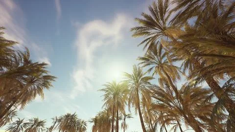 Palm trees and blue sky at tropical coast Illustrazione stock