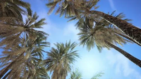 Palm trees and blue sky at tropical coast Stock Illustration