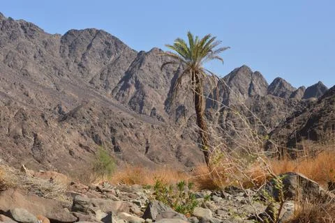 Palm trees and the blue sky Stock Photos