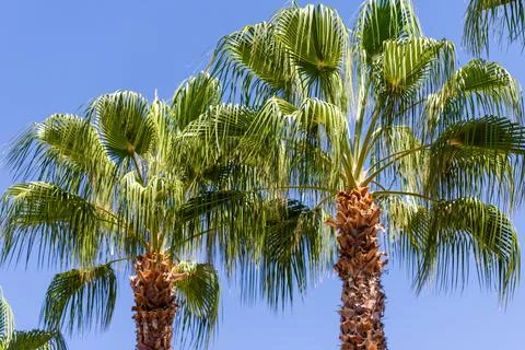 Palm Trees and Blue Sky Stock Photos