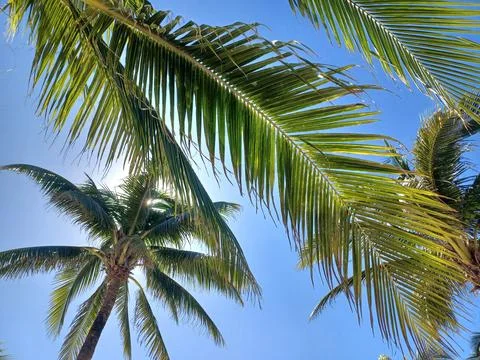 Palm Trees and Blue Sky in Tropical Place Stock Photos