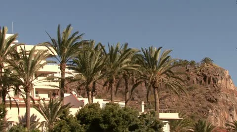 Palm trees and breeze Stock Footage 12050462