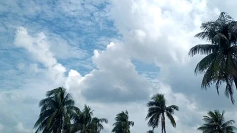 Palm Trees and Bright Cloudy Sky Stock Footage 318814770