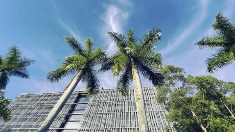 Palm trees and building 库存影片 160835077