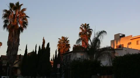 Palm trees and building at sunset Video stock 20444747