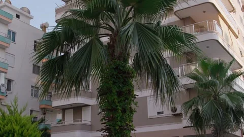 Palm Trees and Buildings Stock Footage 339702967