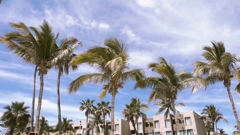 Palm trees and buildings moving with the wind. Vidéo 128258366