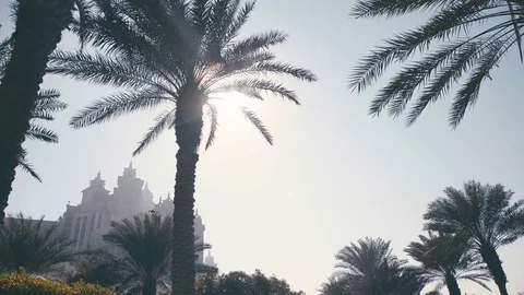 Palm trees and buildings in the UAE. Silhouette of an old building 스톡 동영상 72315848