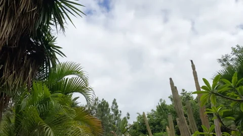 Palm trees and cacti against sky with clouds in Palmitos Park, Gran Canaria Stock-Footage 132645006
