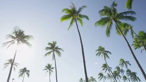 Palm trees and clear blue sky on tropical beach Stock Footage 88258952