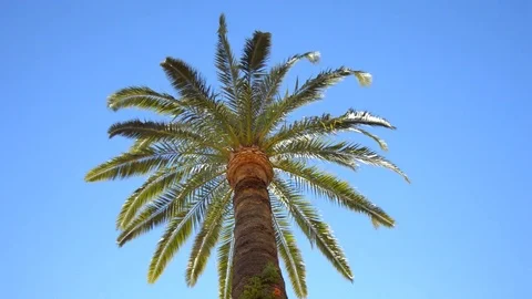 Palm Trees And Cloudless Sky Stock Footage 84593996