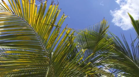 Palm trees and clouds Vidéo 2001243