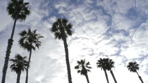 Palm Trees and Clouds Los Angeles Stock Footage 156404061