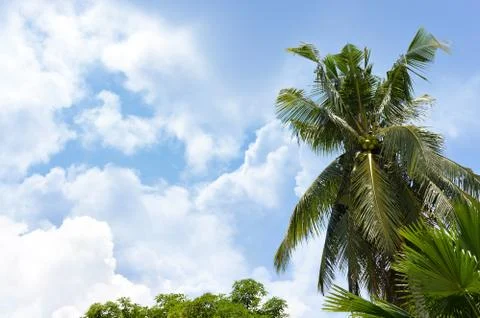Palm trees and clouds Stock-Fotos