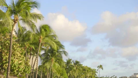 Palm trees and cloudscape background time lapse in 4k slow motion Stock Footage 134839567