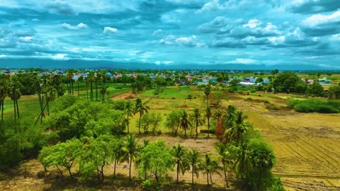 Palm Trees and Coconut Trees - Aerial View Stock Footage 249549817