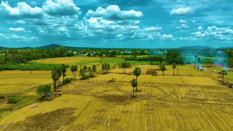 Palm Trees and Coconut Trees Near the Paddy Field Stock-Footage 249550582