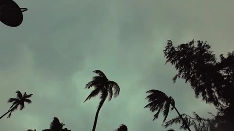 Palm trees and coconut trees swaying in slow motion Stockbeeldmateriaal 345899138