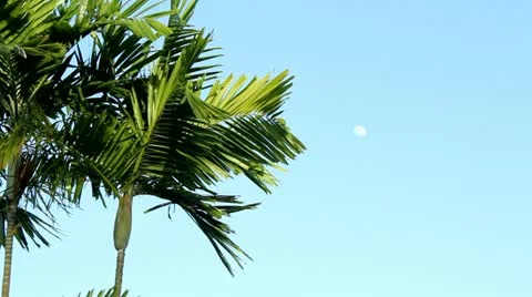 Palm trees and daylight moon Stock Footage 11619129