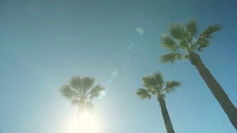 Palm Trees and Direct Sun Stock Footage 237425739