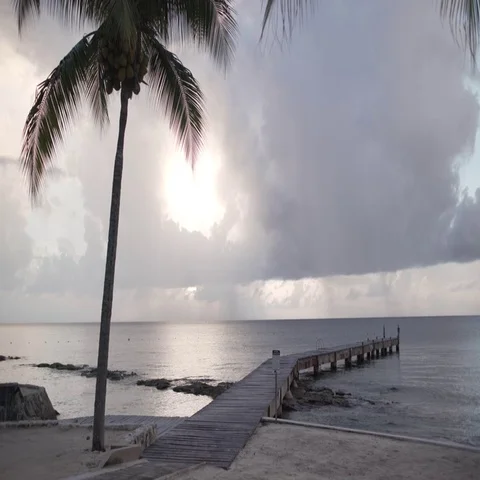 Palm Trees and Dock on Tropical Beach Stock Footage 69664483