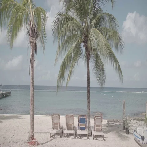 Palm Trees and Dock on Tropical Beach Stock Footage 69669295