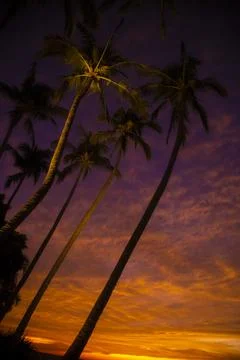 Palm Trees and Dramatic sky 스톡 사진