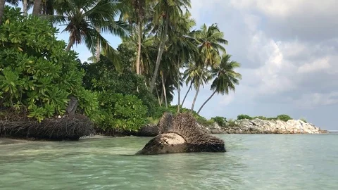 Palm trees and eroded roots sunk into the sea in Dhiffushi, Maldives Stock Footage 80022544