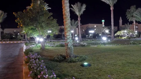 Palm Trees and Flower Bed Stock Footage 87066511