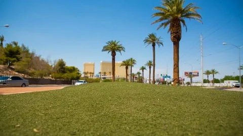 Palm Trees and Grass Las Vegas Strip Start Median Stock Footage 79537406