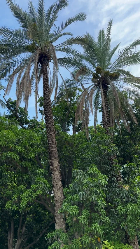 Palm Trees and Green Foliage Stockbeeldmateriaal 342562097