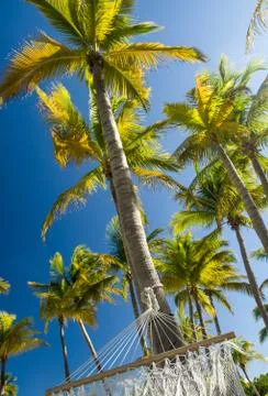 Palm trees and hammock Stock Photos