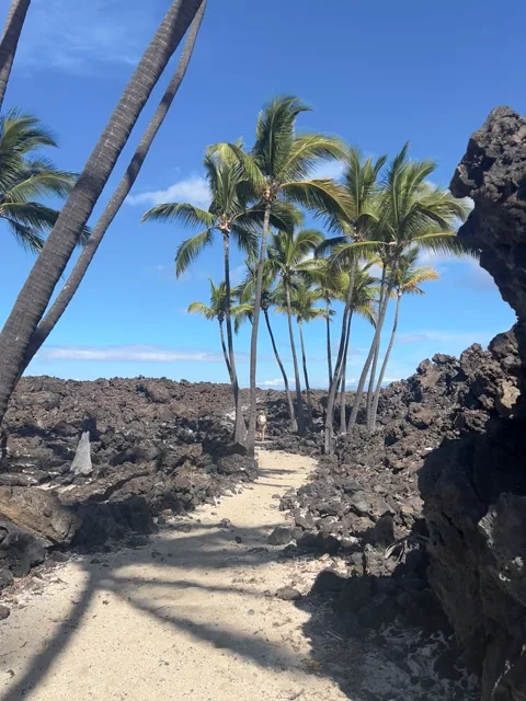 Palm Trees and Lava Rock Trail on Hawaii – Vertical Nature Clip Stock Footage 307361471
