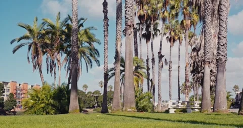 Palm Trees and Lush Greenery in a Park Setting Stock Footage 323314015