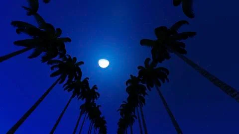 Palm trees and moon Stock Illustration