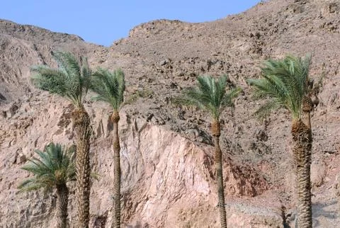 Palm trees and mountains in eilat Stock Photos