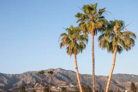Palm trees and mountains Stock Photos