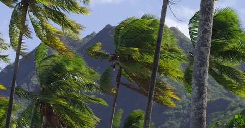 Palm Trees and Mountains in Wind Video stock 79920686
