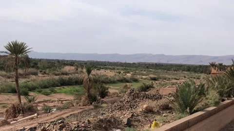 Palm Trees and Oasis Landscape in Desert Countryside Stock Footage 330543071