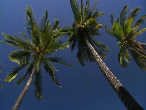 Palm Trees and Ocean Stock-Footage 22244703