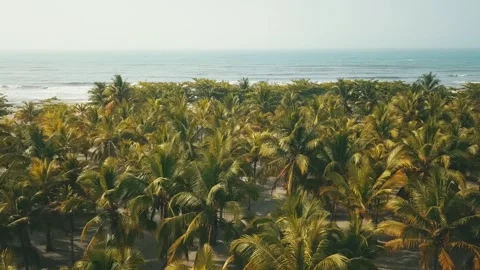 Palm trees and ocean Stock-Footage 130477911