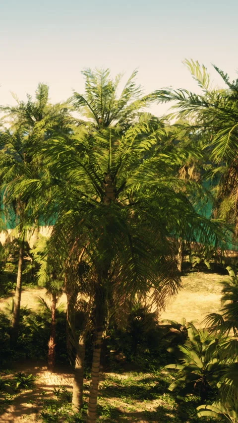 Palm trees and ocean view at a sunny beach during daytime in a tropical setting Stock Footage 342173263