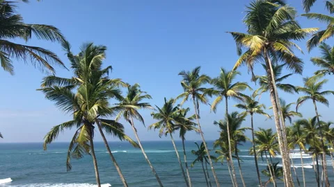 Palm trees and ocean waves Stock Footage 85935283