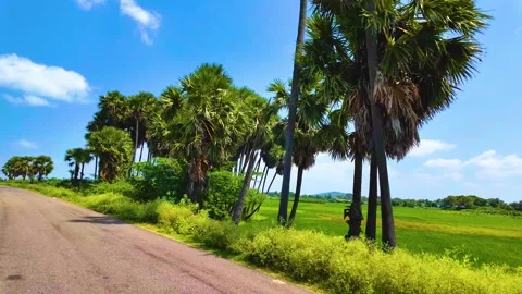 Palm Trees and Paddy Field Near the Road Stock Footage 263882941
